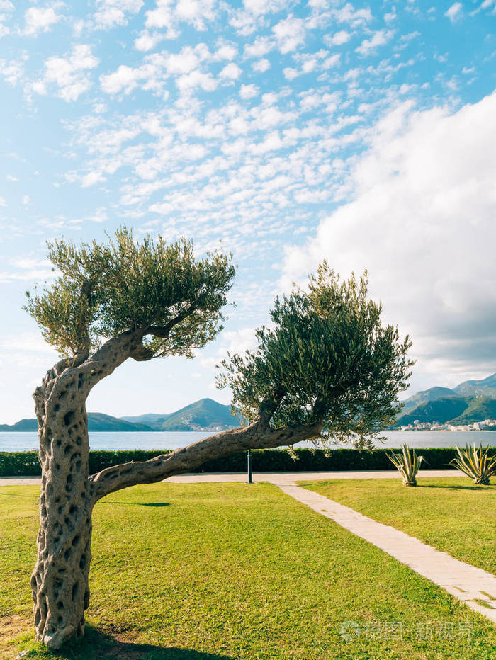 橄榄树橄榄树园林和花园