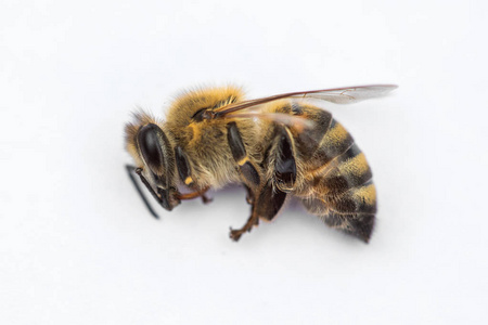 蜜蜂死亡死的蜜蜂从蜂巢中 d 的白色背景上的宏观形象照片