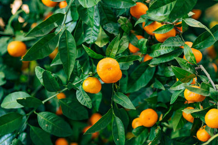 橙色橘子橘图片