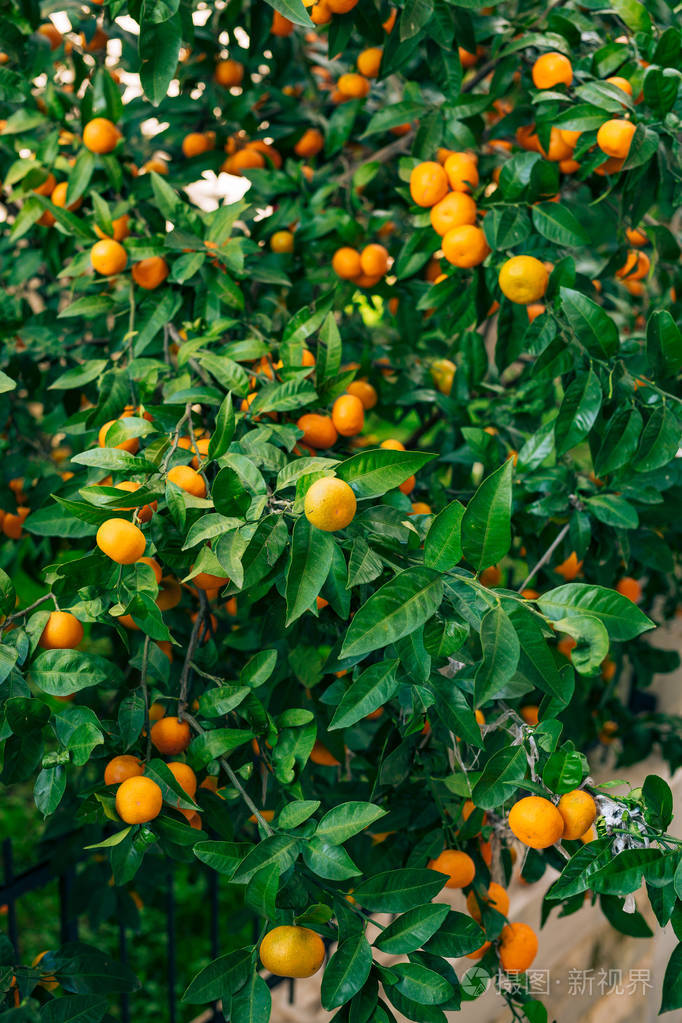 树上的橙色普通话.成熟的橘子.黑山恐遭照片-正版商用图片1rvsec-摄图