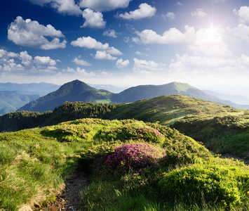 夏日风景与花山区图片