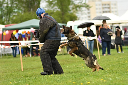 警犬护卫犬照片