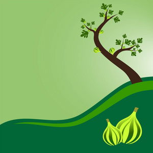 无花果树果实图片