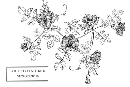 蝴蝶豌豆花画和素描与艺术线条照片
