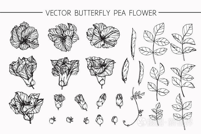蝴蝶豌豆花画和素描与艺术线条