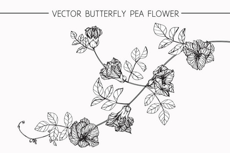 蝴蝶豌豆花画和素描与艺术线条照片