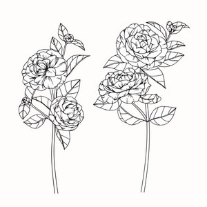 茶花素描图片-茶花素描素材-茶花素描插画-摄图新视界