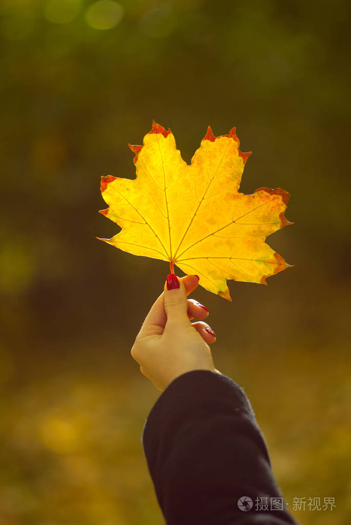 女孩在秋天公园举行的枫叶