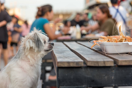 狗吃虾炸的虾盐饲料宠物主人图片