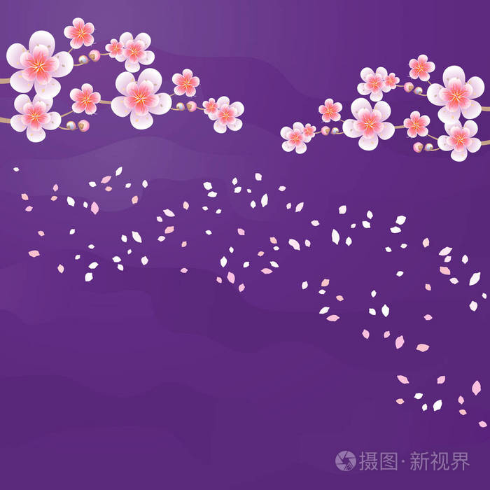 分支机构的樱花和花瓣飞上紫萝兰背景孤立 苹果树上的花 樱花盛开 矢量eps 10 Cmyk插画 正版商用图片1rwh0f 摄图新视界