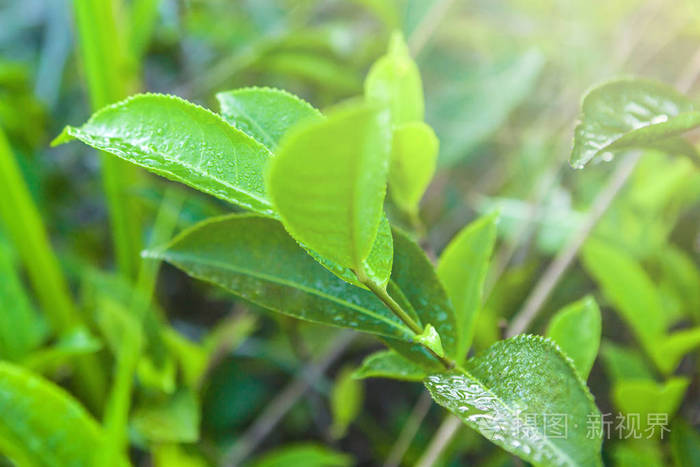 绿色茶芽和新鲜的叶子。关闭了努瓦拉埃利亚，斯里兰卡茶叶种植园字段