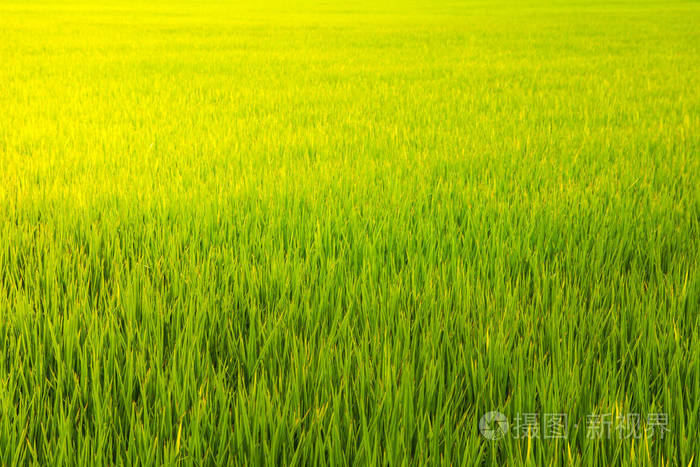 在农村绿色年轻稻田