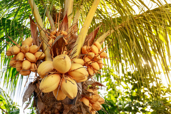 与大堆黄色水果挂棵椰子树