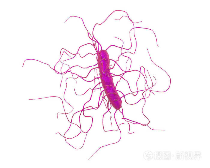 难辨梭状芽胞杆菌的细菌