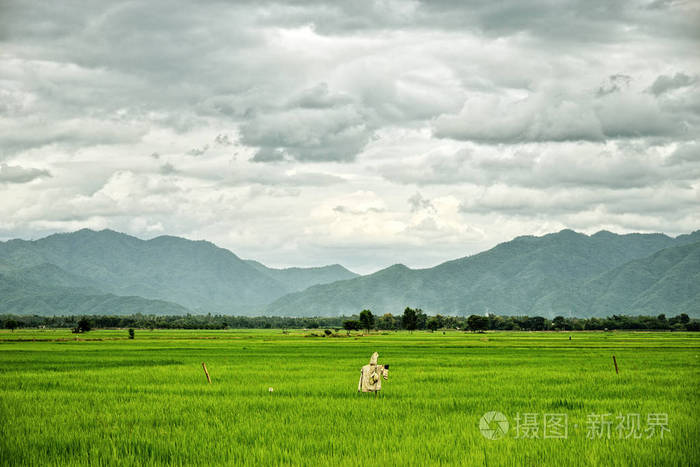 稻田稻草人和山背景 泰国