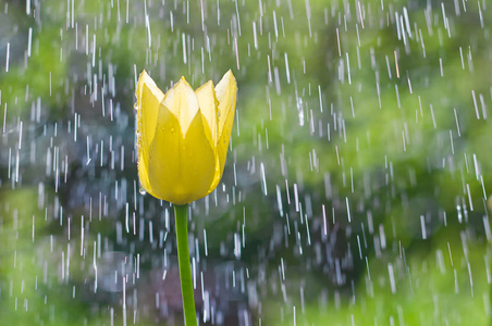 春雨中花园里的黄色郁金香图片