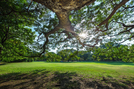 公园里的大树树枝.-(重点浅)照片