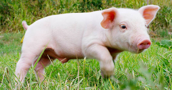 猪可爱新生站在草坪上.概念的生物,动物健康,友谊,热爱大自然.