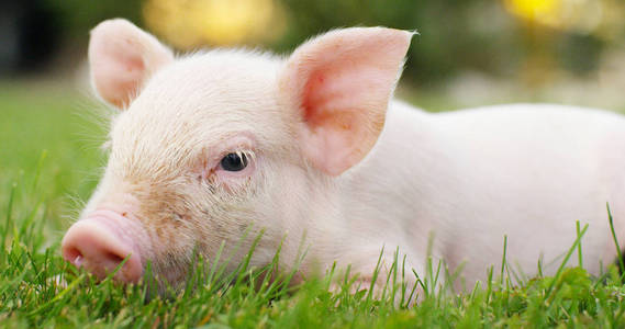 新生母猪母猪猪农场猪可爱新生站在草坪上.