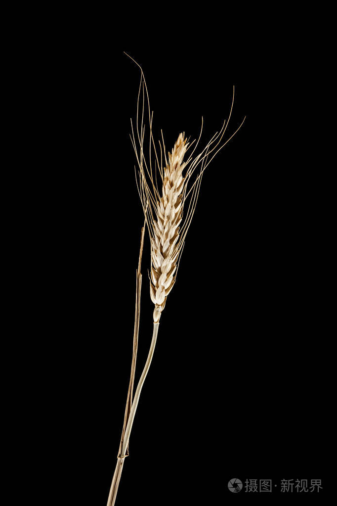 一个黑色的背景上孤立小麦穗