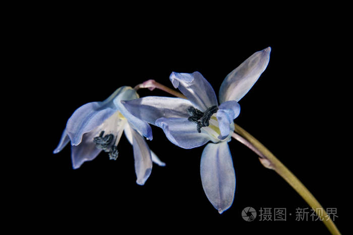 孤立在黑色背景上的雪莲花