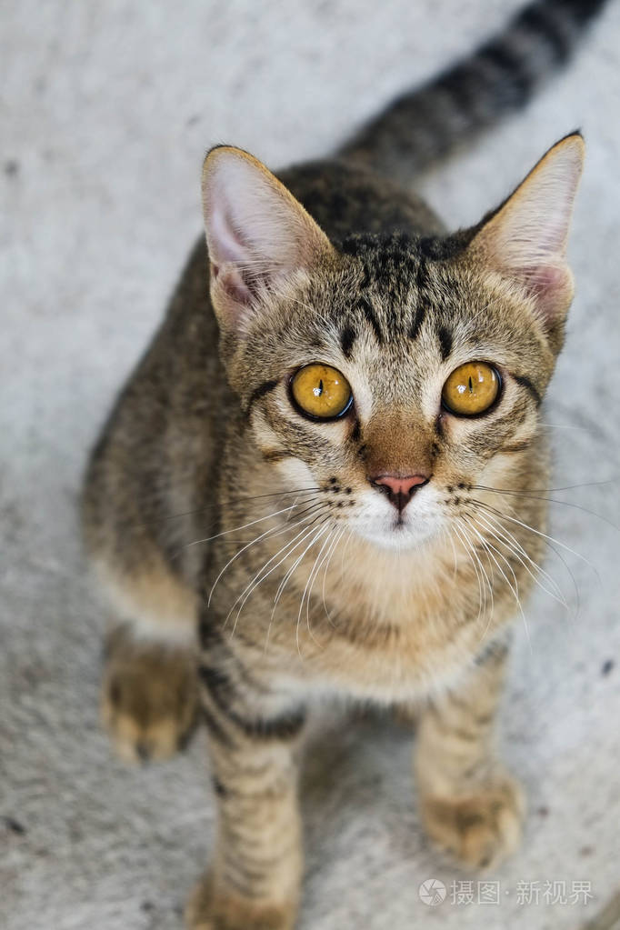 年轻的猫抬头看了一台相机
