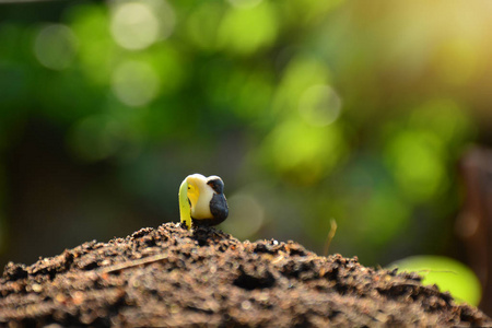 太阳光线,自然坝下地上的小植物生长.照片