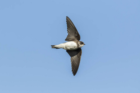 沙燕,银行燕子在飞行照片