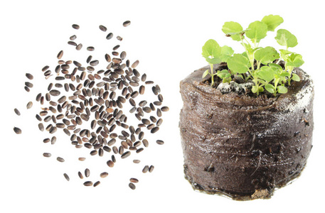 茴香苗种子和幼苗的墨西哥藿香 (藿香墨西哥) 孤立在白色背景上照片