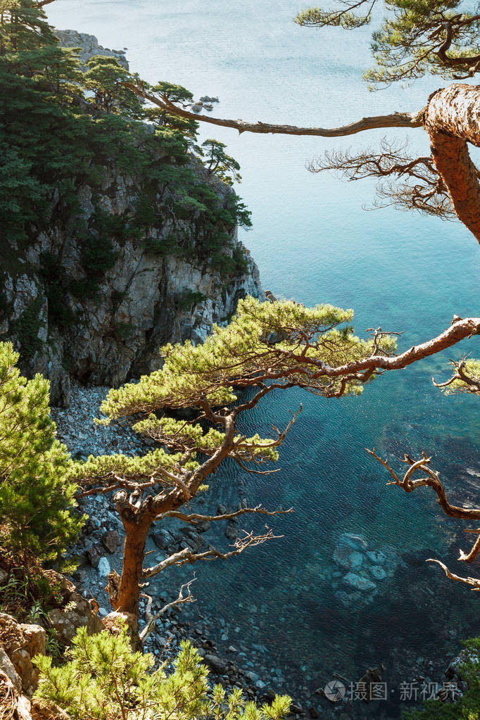 海海岸上空的松树