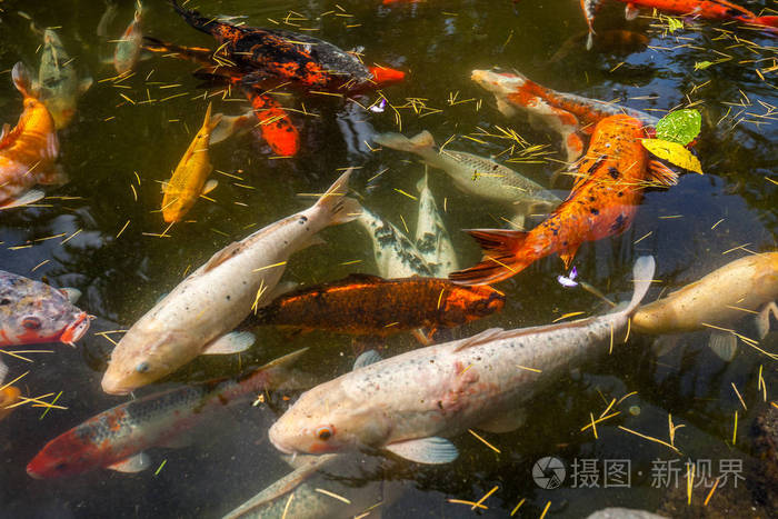 日本鱼联络或致电鲤鱼锦鲤鱼多彩,许多鱼类很多科洛