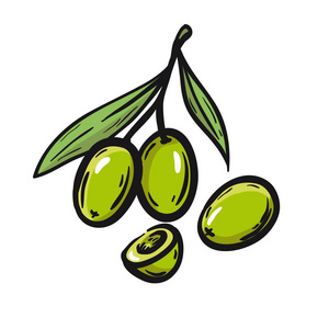 基因白底橄榄枝与青橄榄.白底彩色的矢量图照片