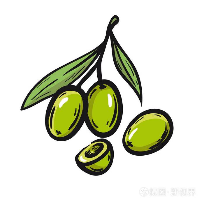 摄图新视界 插画 艺术 橄榄枝与青橄榄.白底彩色的矢量图.