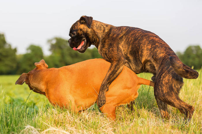 一个拳师狗爬上另