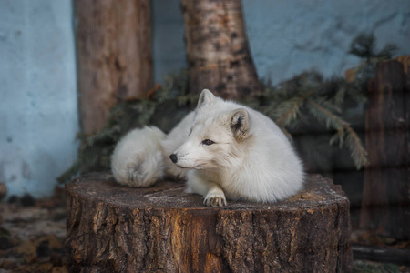 白狐图片-白狐素材-白狐插画-摄图新视界