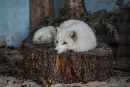毛茸茸的白狐狸躺在树桩上图片