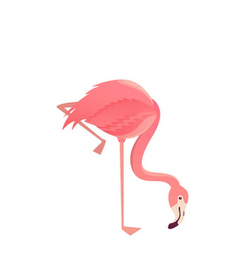 红鹤鸟插图设计白色背景照片