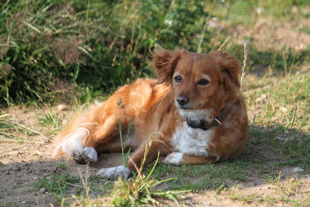 小棕色混合狗躺在公园里图片
