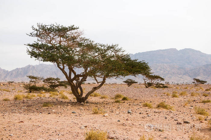 一天中沙漠中的树木