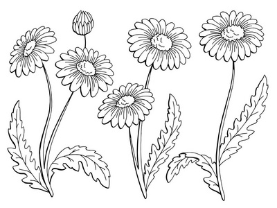 洋甘菊素描图片-洋甘菊素描素材-洋甘菊素描插画-摄图新视界