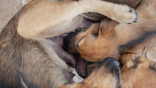 无独有偶的狗图片