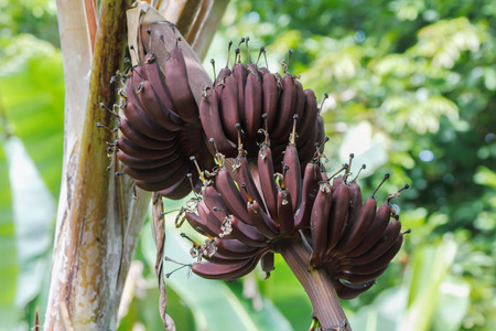 野生香蕉的三倍体品种aaa组cavendish组红香蕉乌麻属照片