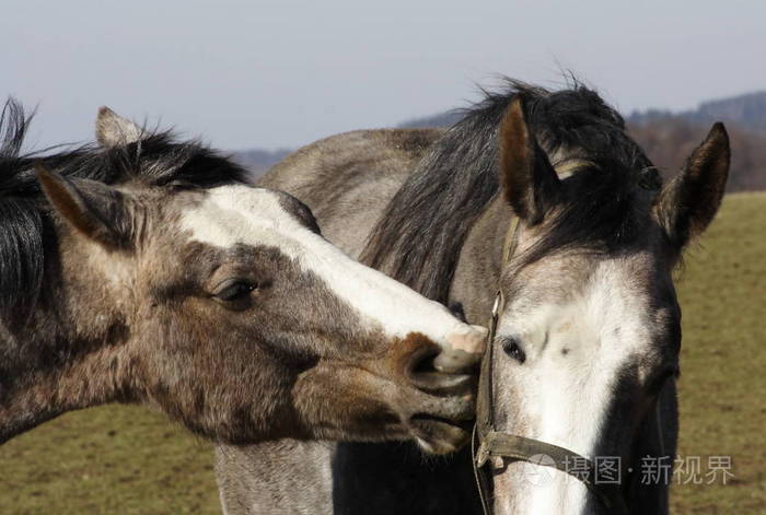 亲吻马的照片背景