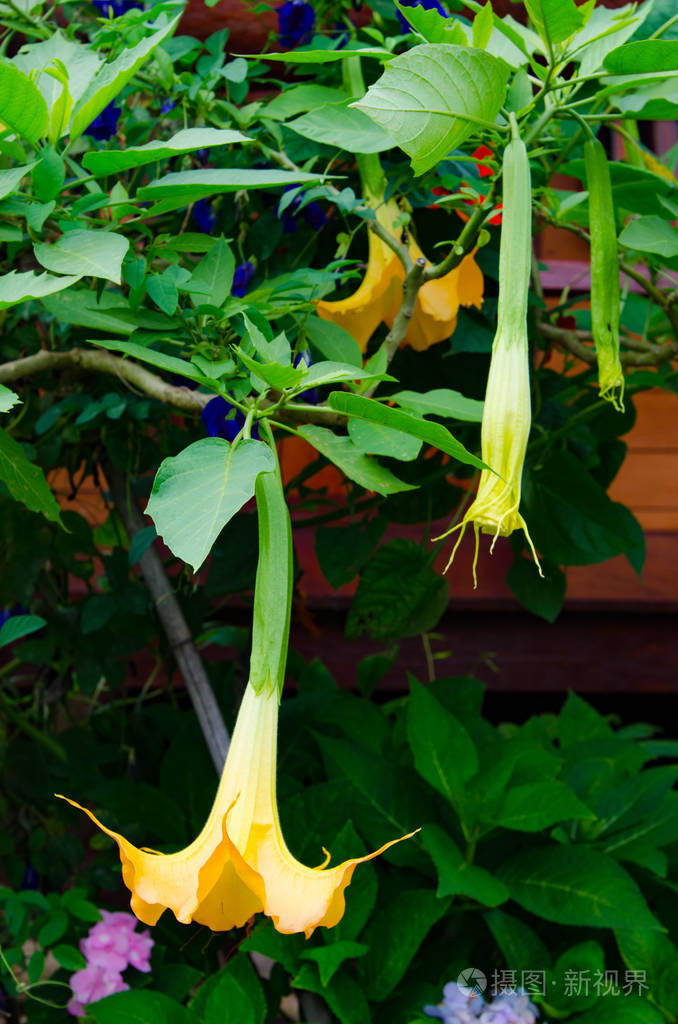 树上的天使喇叭花