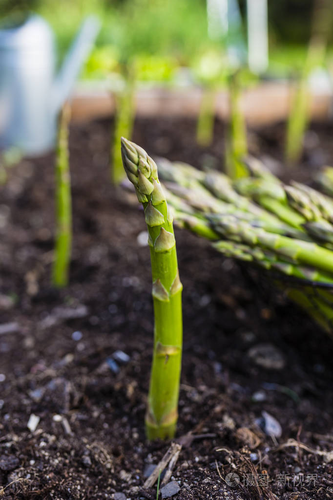 生长在花园里的年轻绿芦笋