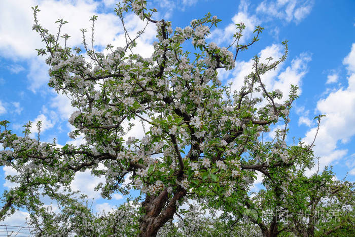 成年树在苹果园开花.果园