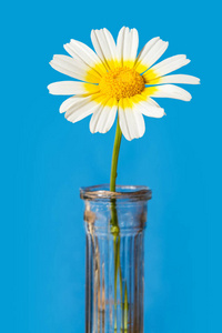 蓝色背景花瓶中的花朵图片