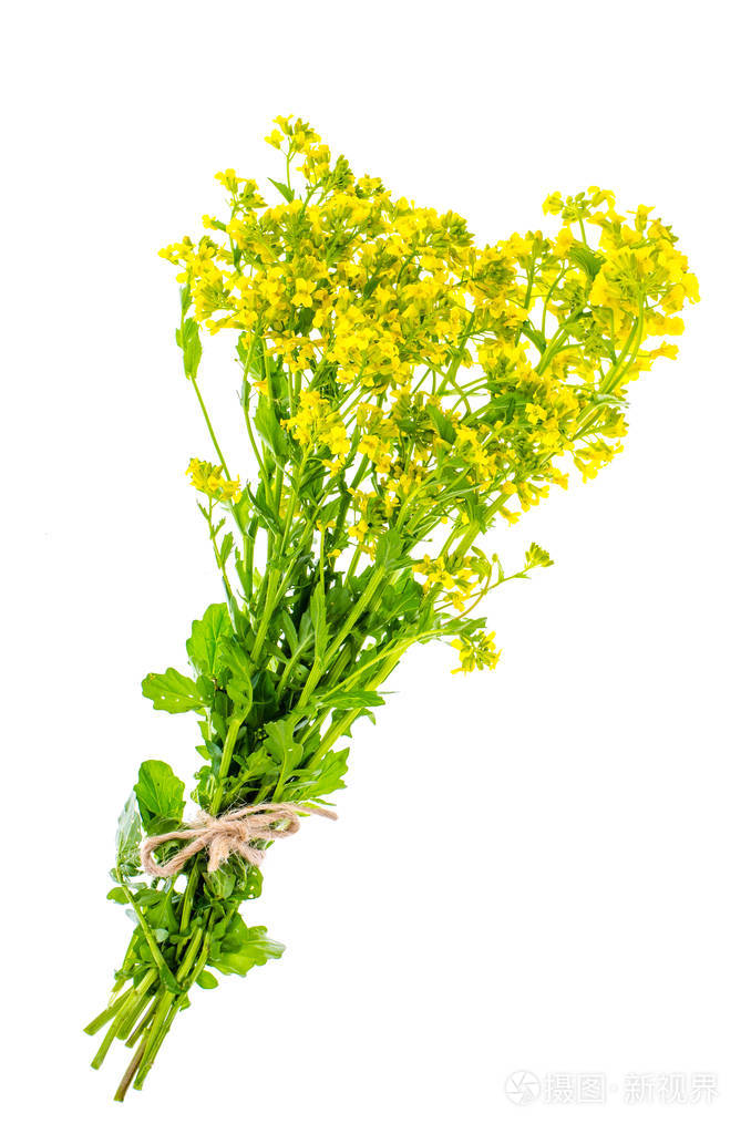 一束小黄花茎