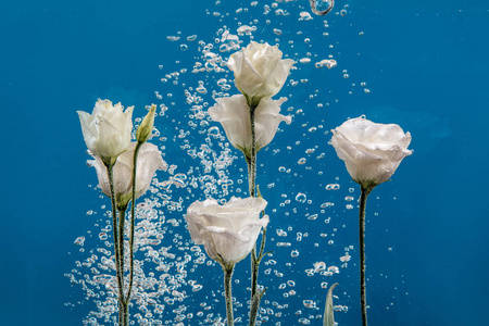 蓝色背景下水中的白色玫瑰. 花在水里,有泡泡和水滴.照片
