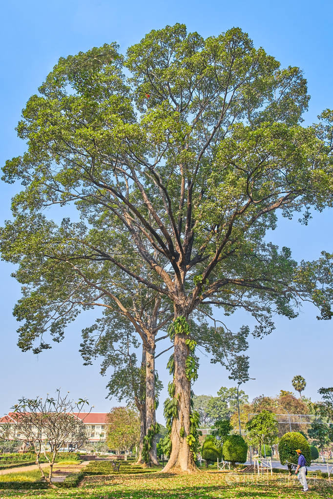 皇家独立花园大树在暹粒